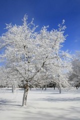2571715-foresta-frozen-neve-inverno-l-immagine-presa-alle-cadute-di-niagara-parcheggia-dove-la-foschia-che-a.jpg